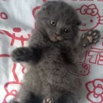 Yasemin