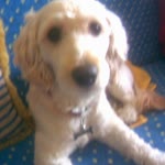 Zeynep