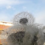 Şeyma