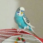 Emine