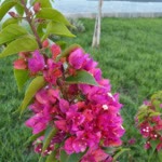 Meryem