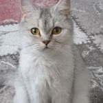 Tülin