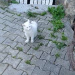Samet