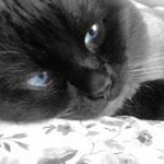 Fatma