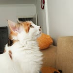 Serdar