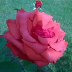 Nesrin