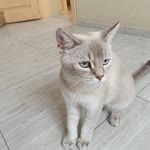 Arif