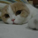 Nehir