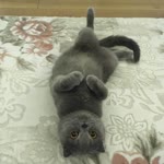 Halil