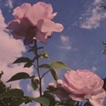 Eda