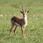Zeki