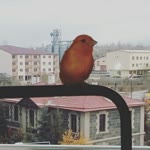 Tolga