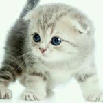 Mercan