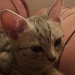 Burcu