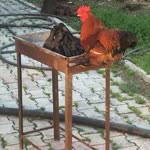 Onur