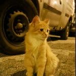 Elif