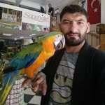 İdris