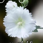 Necla