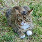 İbrahim
