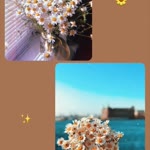 Merve
