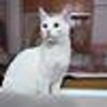Merve