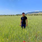 Murat