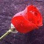 Dilek