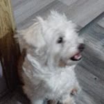 Dilek