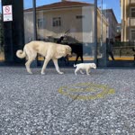 Enes