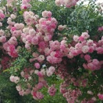 Fatma
