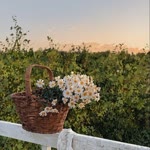 Aişenur