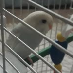 Ozan