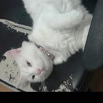Fatma