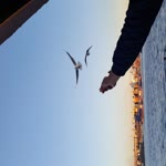 Turgut