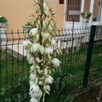 Zuhal