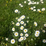 Aysenur