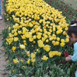 Merve