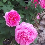 Emine