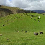 Belkız