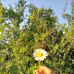 Ayşe