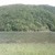Elanur
