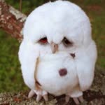 Furkan