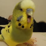 Dilan