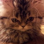 Refik