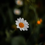 Su Erdem