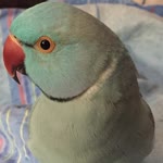 Figen