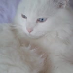 Suna