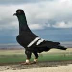 Fatih