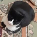 Sümeyye