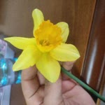 Sinem